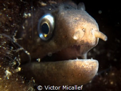 Young Moray eel by Victor Micallef 